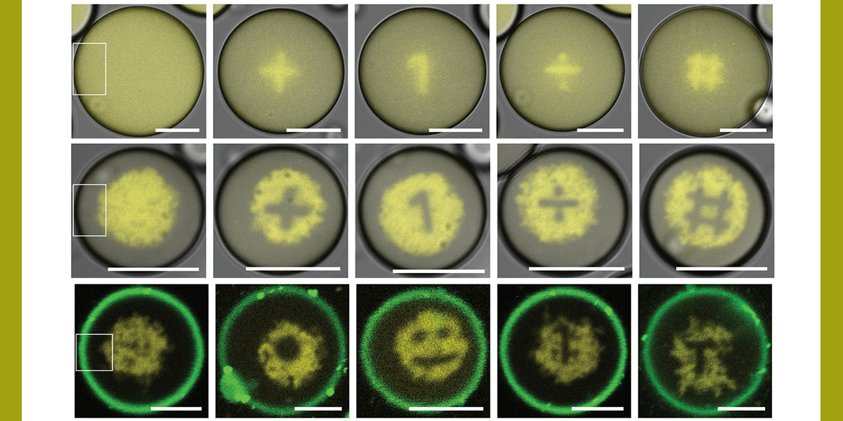 AdvPortfolio's tweet photo. Tiny, cute sketches made of …DNA! 🤩

Using a DNA-based photoresist, @KGoepfrich and her collaborators can print and erase the most famous paired polynucleotide chains inside synthetic cells

Read the #OpenAccess paper: https://t.co/54WFYxUZKZ https://t.co/uPYIjN2dnm