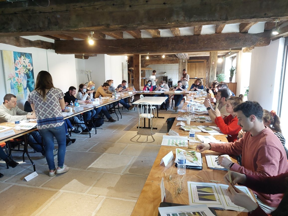 semaeOuest's tweet photo. Blé ? Orge ? Triticale ? Avoine ?...
Épis, épillets, glumes, glumelles ?...
Chez @semaeOuest nous formons les futurs Techniciens Agréés pour le contrôle des parcelles en production de #semences de céréales car, la qualité, ça commence aux champs ! #ASFIS https://t.co/ERs0c2iGeJ
