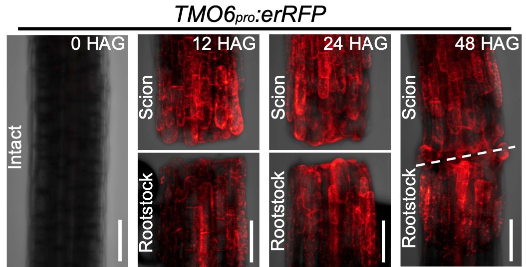 Charles Melnyk (@charlesmelnyk) on Twitter photo “Cell-wall damage activates DOF transcription factors to promote wound healing and tissue regeneration in Arabidopsis thaliana”, our latest work led by Ai Zhang is out in <a href="/CurrentBiology/">Current Biology</a>. Thread 👇 1/8
cell.com/current-biolog… “Cell-wall damage activates DOF transcription factors to promote wound healing and tissue regeneration in Arabidopsis thaliana”, our latest work led by Ai Zhang is out in <a href="/CurrentBiology/">Current Biology</a>. Thread 👇 1/8
cell.com/current-biolog…
