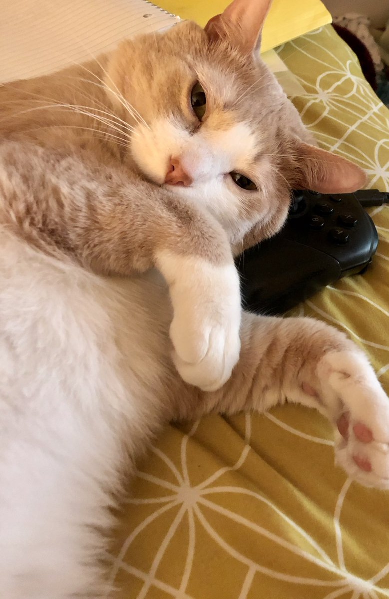 kscopywriter's tweet photo. @katelovelymomo Jinx will play games for you! https://t.co/QgZssAkbQG