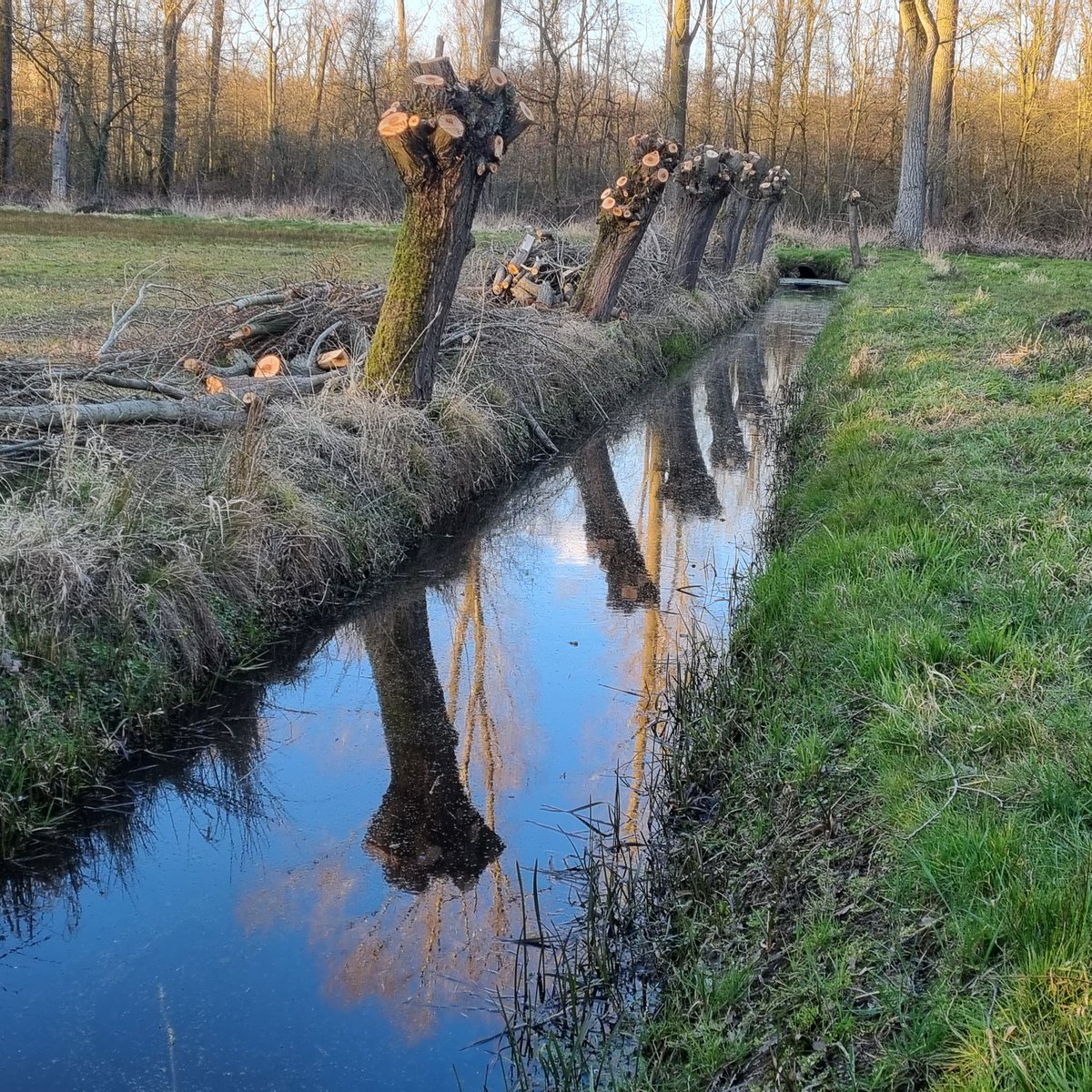 WillemBod's tweet photo. Knotwilgen/Pollard Willows @VanGoghVillage #Nuenen 

@omroepbrabant @BoswachterFrans @IVNNederland @IVNgeldrop @Natuurmonument @Brab_Landschap @natuurenbos @staatsbosbeheer @VanGoghBrabant @VanGoghNP @vangoghmuseum @VisitBrabant #vangogh #vangoghartist #art https://t.co/10PmTt1iRH