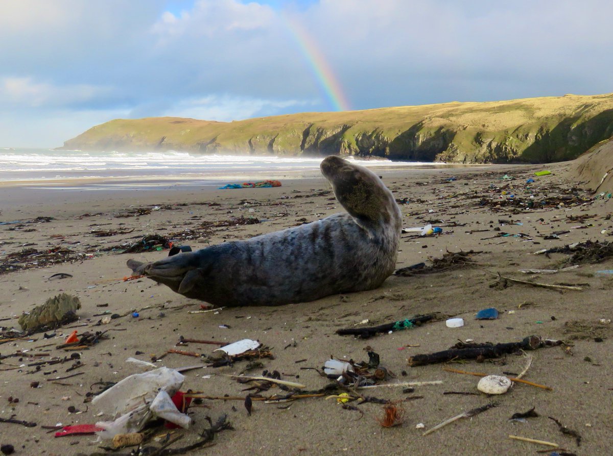 #InternationalDayOfTheSeal