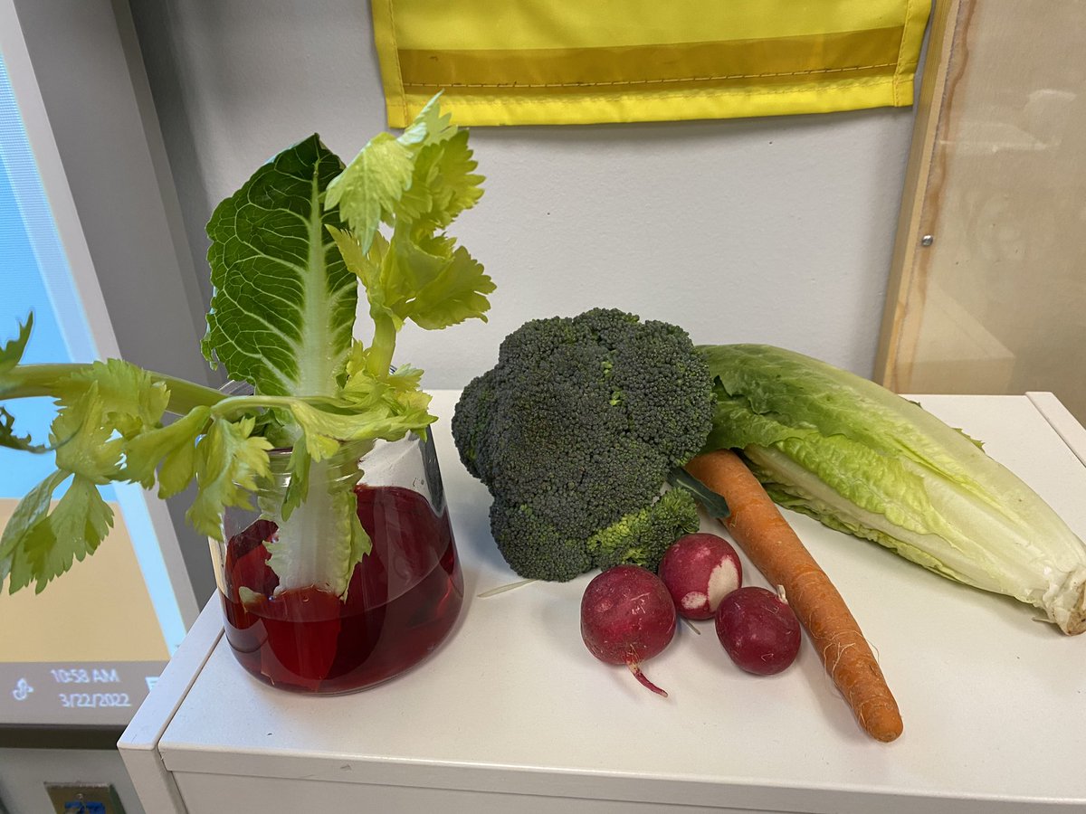 wojcikfaith's tweet photo. First grade is having fun learning about plants and their different parts. #HayesHawks #HayesElementary #HayesFirstGrade https://t.co/TzE07bgQrL