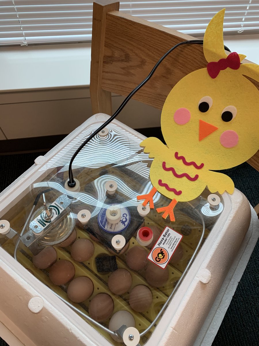 APonderLibrary's tweet image. They are back!
#hatchingchicks #MisdLibLove