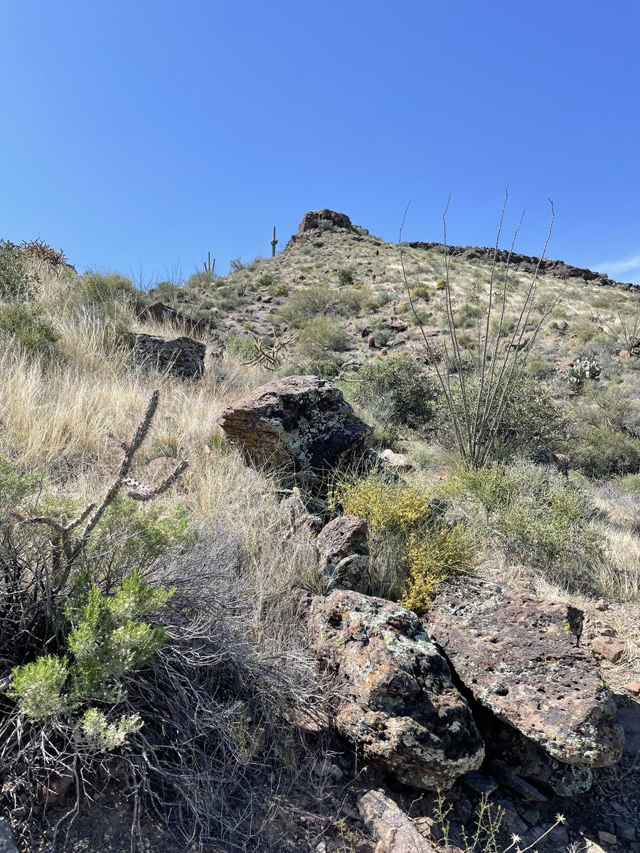 CFIS_Spanish's tweet photo. Brown’s Summit in Scottsdale, AZ - I seem to like to hike steep mountains on vacation!? 🤪⛰🌵#cfChooseCourage https://t.co/GzSMwSF25R
