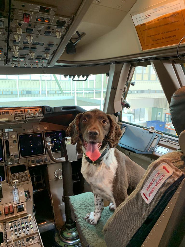 MetTaskforce's tweet photo. @MetTaskforce we say a big Thank you to Explosive police dog Paddy who has now retired to his handler at the age of 9. He will be surely missed after over 8 years service ❤️ #retirement #keepingLondonsafe #Thankyou #dogsoftwitter https://t.co/40kGnGtHrJ