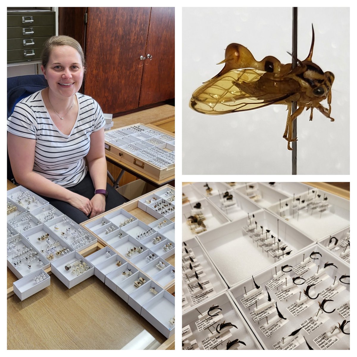 Great afternoon spent arranging some of the @morethanadodo Membracidae collection! Got to love an enquiry led collections sort out session 🙂