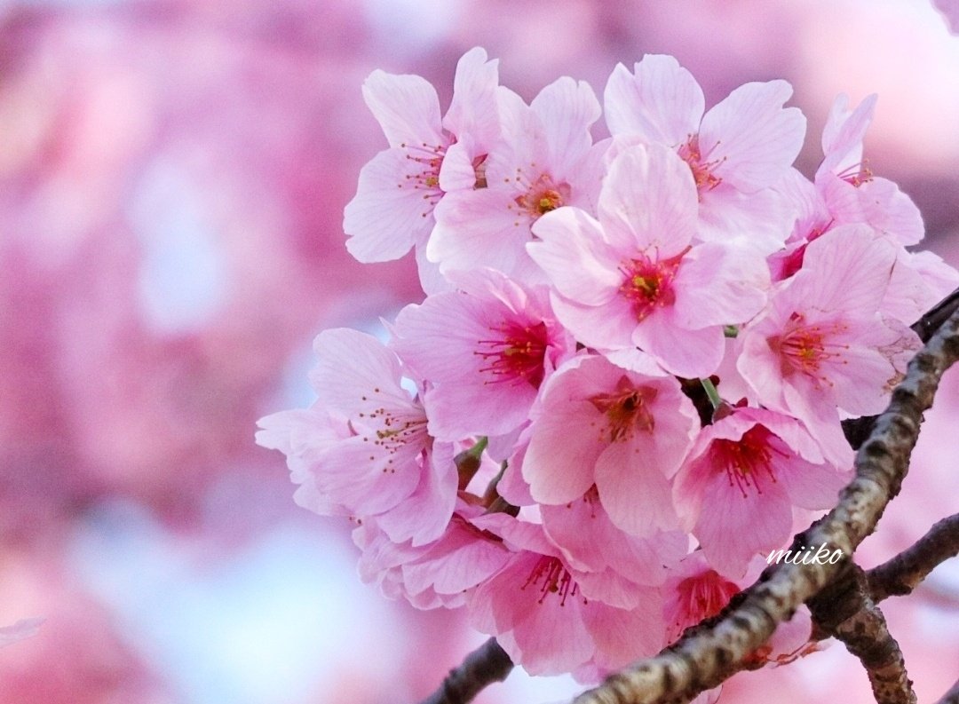 kiki23nakayoshi's tweet photo. 🌸おはようございます🌸

ﾟ･*:.｡✡
優しさいっぱい
感じて💗💗💗

今日は暖かくなってほしいなぁ🌱🌷🌱
　　　　　　ﾟ･*:.｡✡
#明るい未来を
#桜とチューリップ🌸🌷
#お花の定期便 https://t.co/OX0oIcZCF8