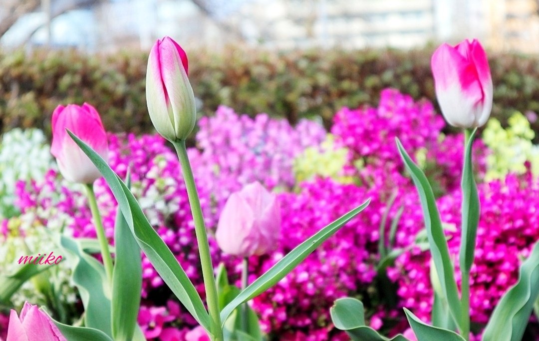 kiki23nakayoshi's tweet photo. 🌸おはようございます🌸

ﾟ･*:.｡✡
優しさいっぱい
感じて💗💗💗

今日は暖かくなってほしいなぁ🌱🌷🌱
　　　　　　ﾟ･*:.｡✡
#明るい未来を
#桜とチューリップ🌸🌷
#お花の定期便 https://t.co/OX0oIcZCF8