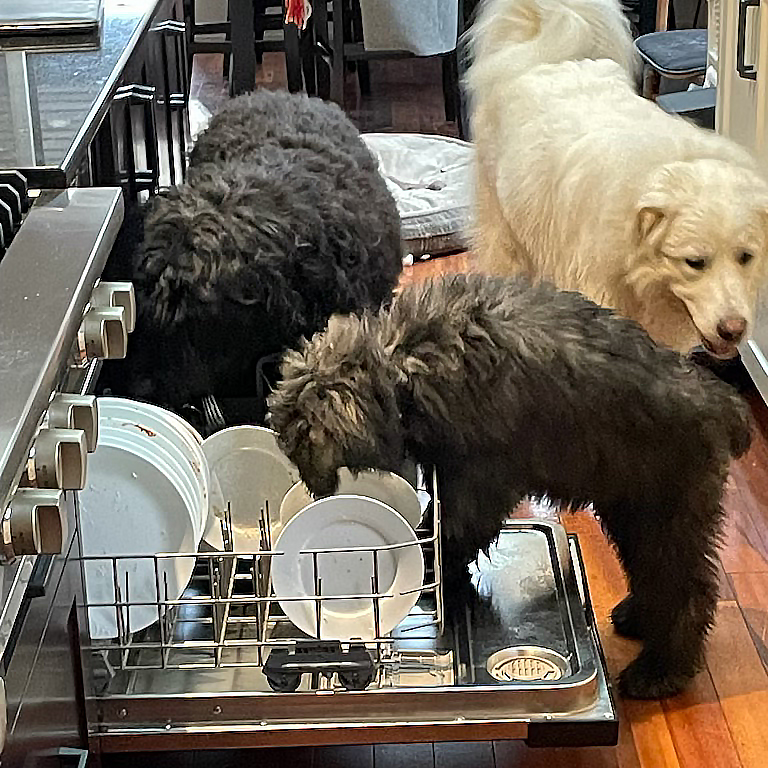 Lynsay_Sands's tweet photo. As you can see, Gia is following in her brother Tybo’s footsteps and has now taken on the helpful role of prewashing our dishes.
Apparently Drina, the big white dog behind Gia, decided she’d give them emotional support in their endeavor. LOL.
#PupUpdate #SandsHouse #PupPack https://t.co/MuNjNDfRIV