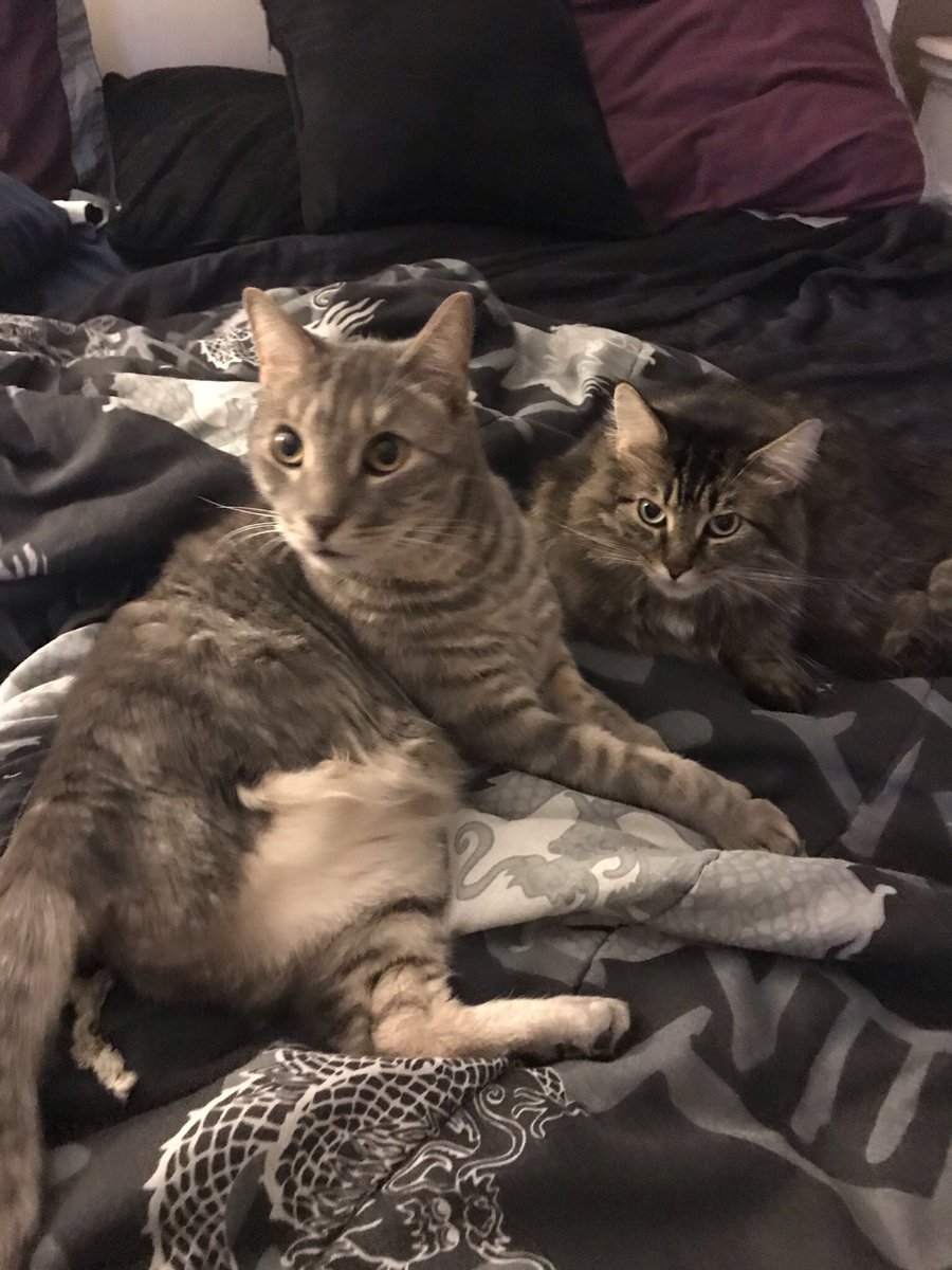 Greeneyed Snoopy 🇺🇸🦅 tweet media