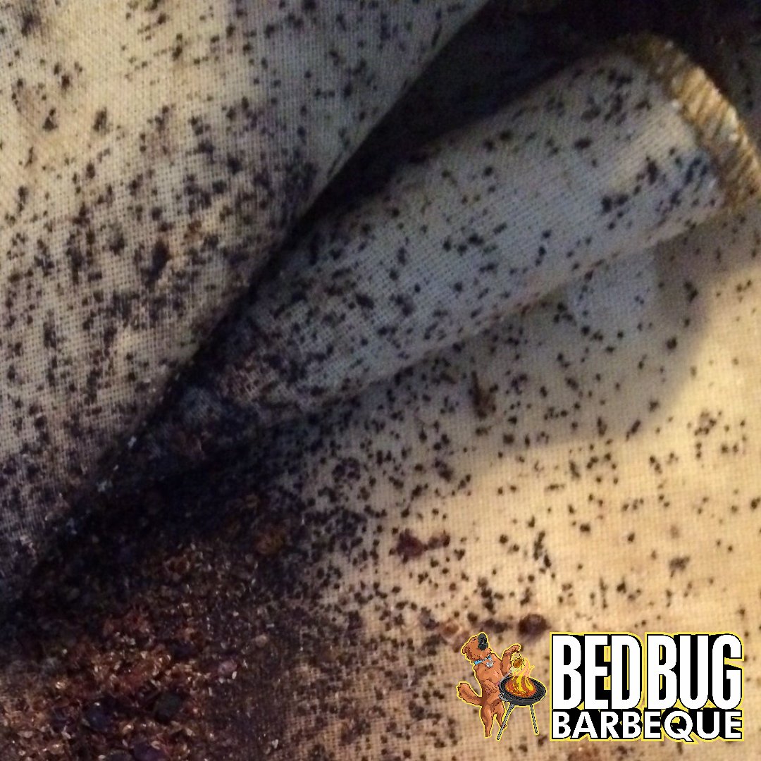 Severe Bed Bug Infestation