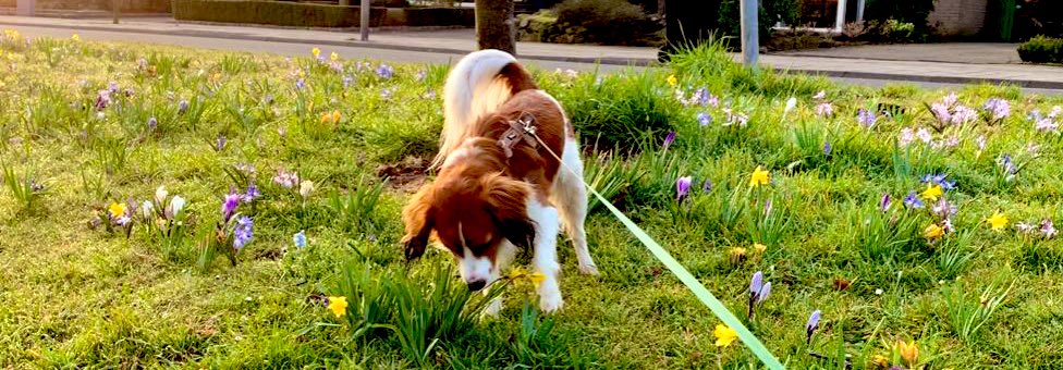 Het ruikt naar Lente in Twente 🐶💐 #kooikerhondje #narcisjes #krokusjes #lenteintwente