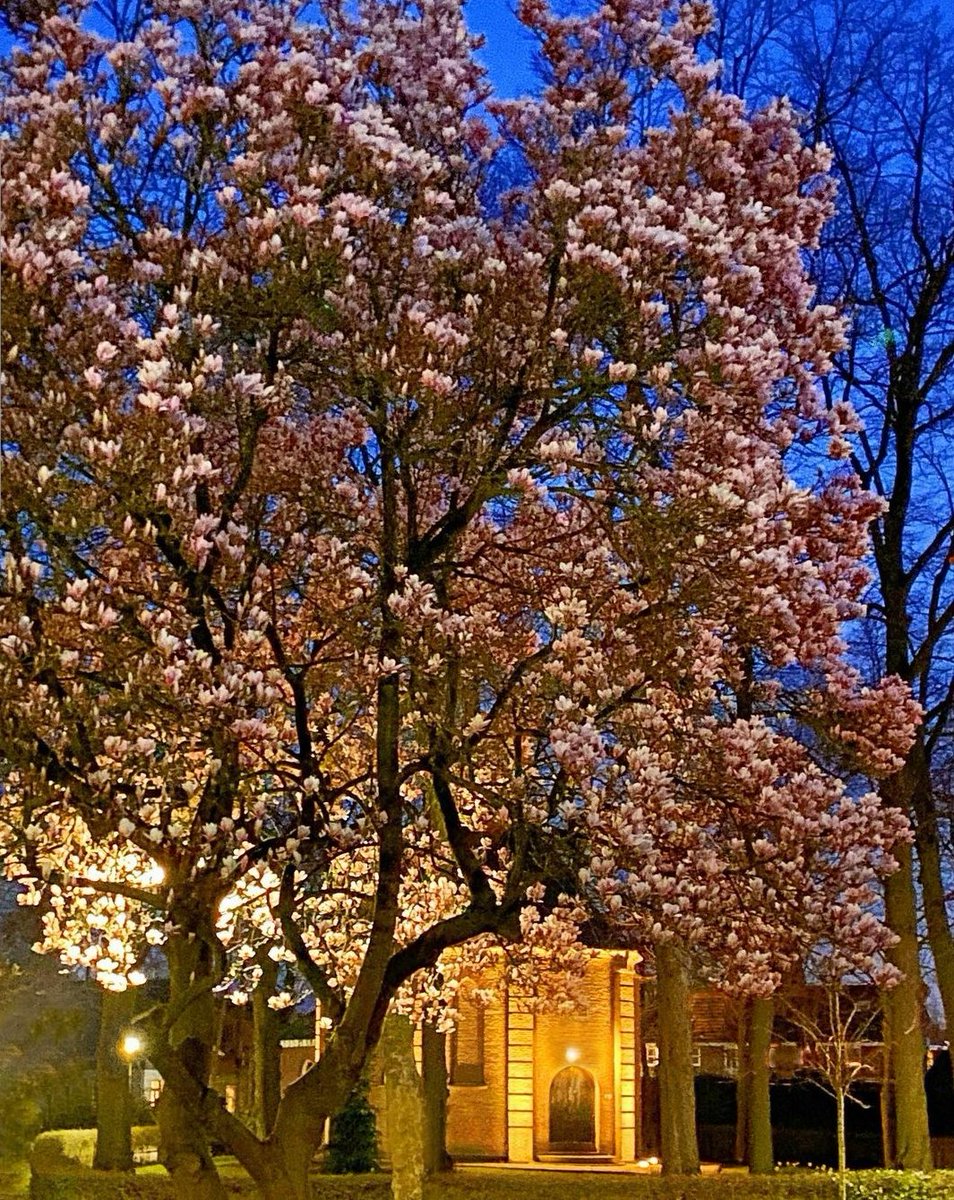 WOW!
Stel het is lente en je volgt aan het einde van de dag de Van Gogh Nationaal Park wandelroute in @VanGoghVillage Nuenen...
Topfoto van het Van Goghkerkje van <a href="/FrankvanWelie/">Frank van Welie</a> 
Er bloeit iets moois in @VanGoghBrabant