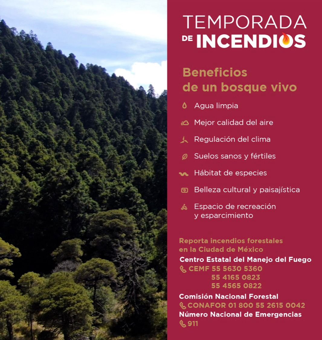 SEDEMA_CDMX's tweet photo. Los bosques son fundamentales en el ciclo del #Agua:

🌳Ayudan a que sea de buena calidad 
🌳Influyen en la cantidad disponible 
🌳Contribuyen a reducir desprendimientos de tierra, inundaciones y sequías.

Por esto y más debemos evitar los #IncendiosForestales 
#DíaMundialDelAgua https://t.co/MebMsBbbfZ