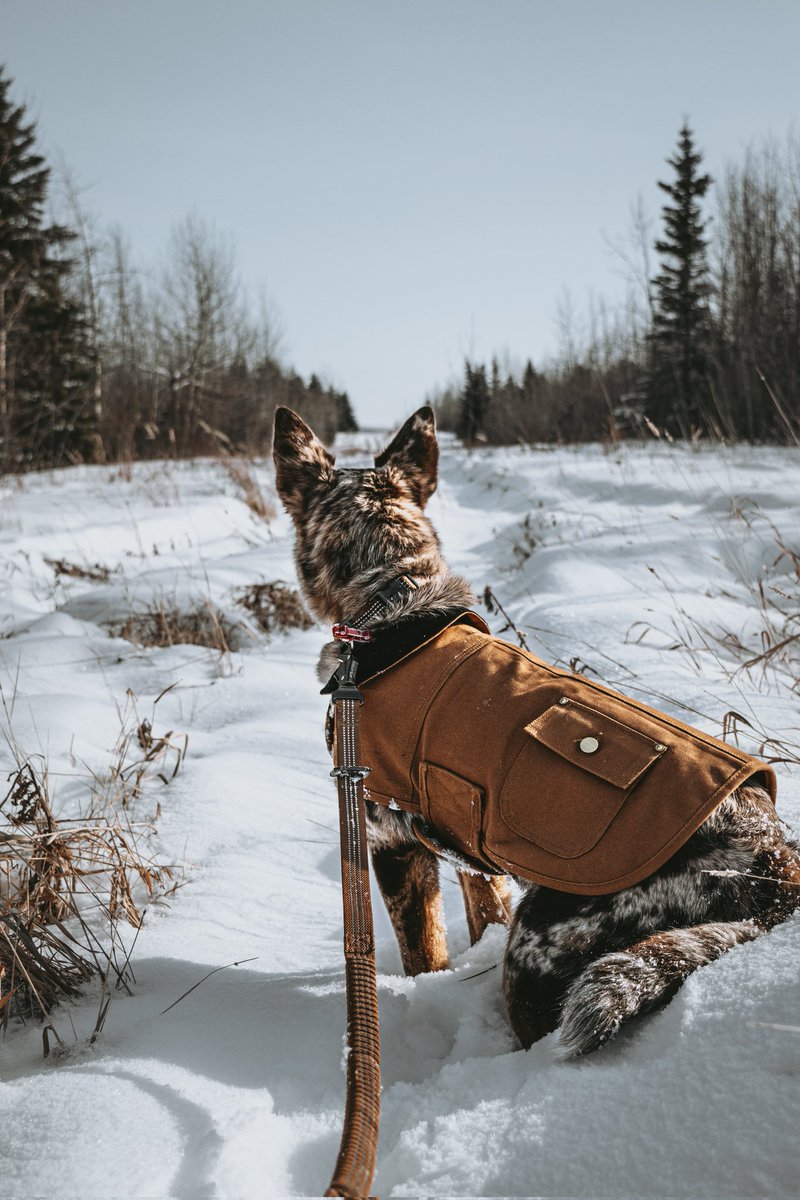 Primrose The 𝘈𝘶𝘴𝘵𝘳𝘢𝘭𝘪𝘢𝘯 𝘒𝘰𝘰𝘭𝘪𝘦𓃥 tweet media