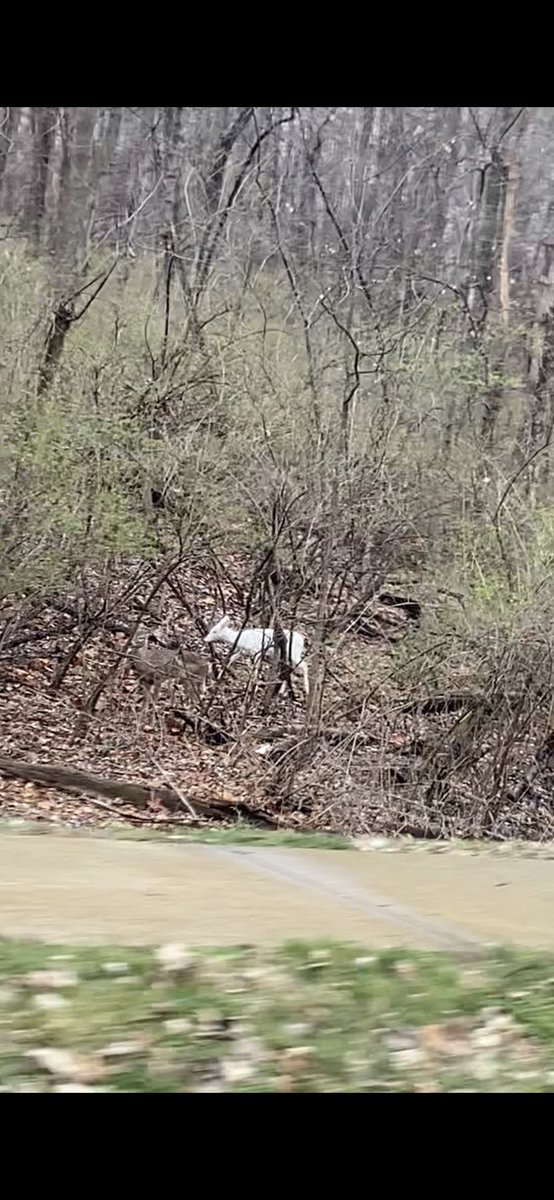 tbroderick00's tweet photo. @ksdknews albino white tail deer spotted near creve coeur park!! https://t.co/mqjlQYht9w