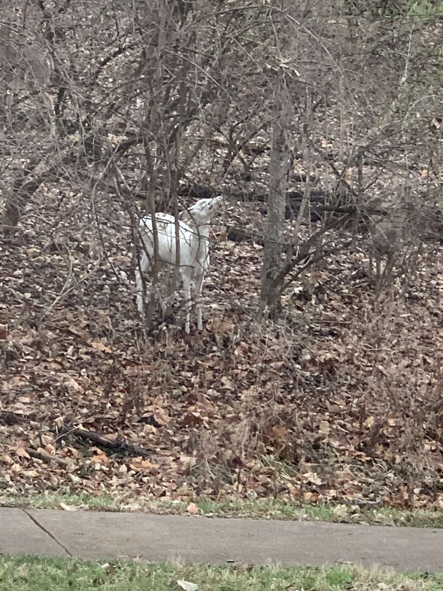 tbroderick00's tweet photo. @ksdknews albino white tail deer spotted near creve coeur park!! https://t.co/mqjlQYht9w