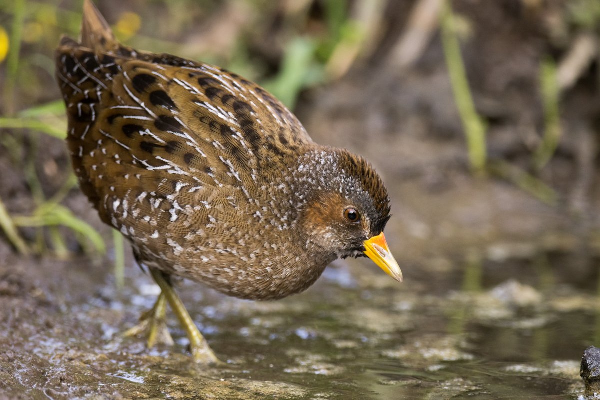 yann_in_tokyo's tweet photo. Also yesterday in the Nice area, a confiding Spotted Crake.
昨日撮ったコモンクイナです。日本は記録一回しかない。
鳥です https://t.co/CMNalOBMpW