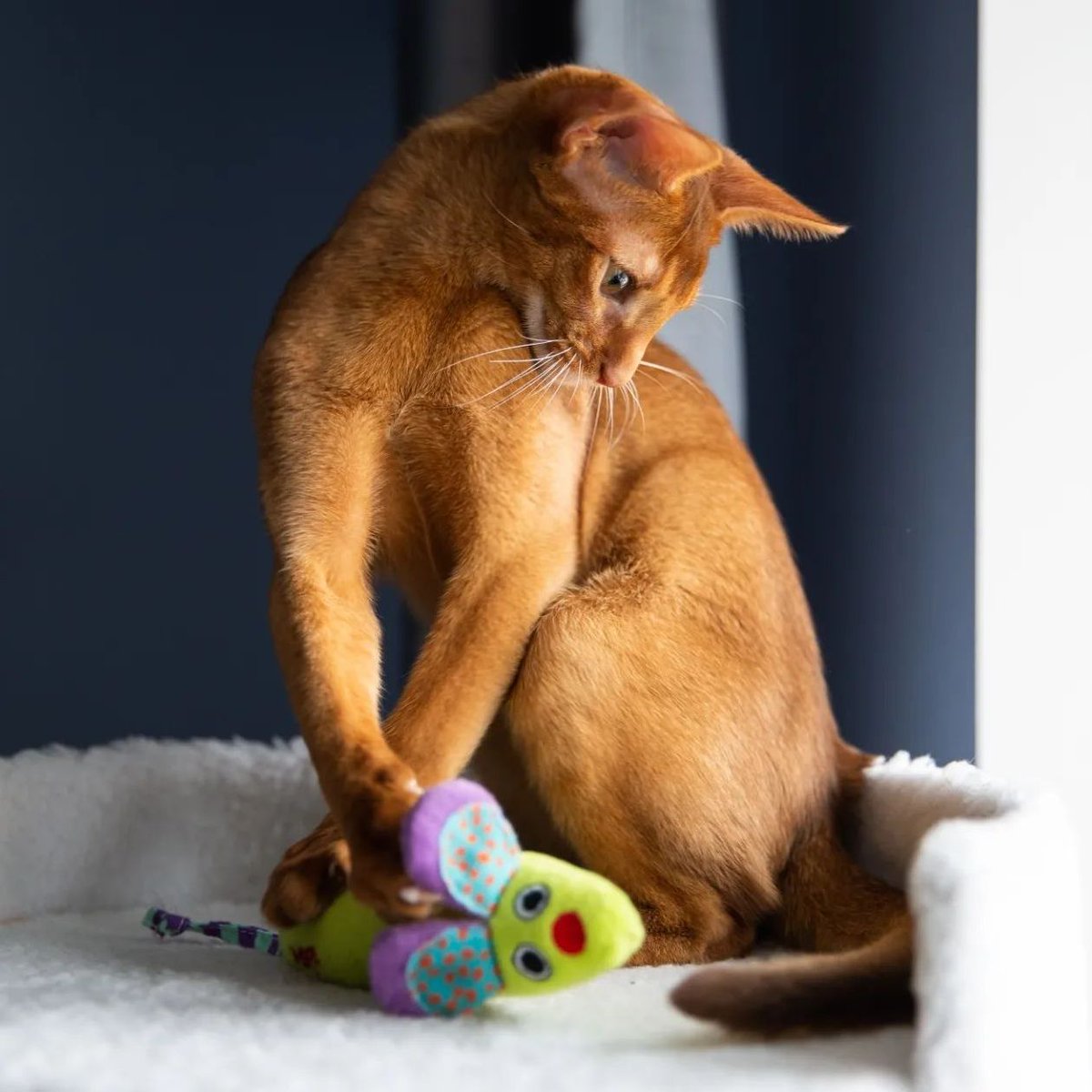 Catstages's tweet photo. "My favorite toy." ๐ญ
๐ธ: @mars_abbys
#petstages #catsoftwitter #catoy https://t.co/uhJDRSIaMq