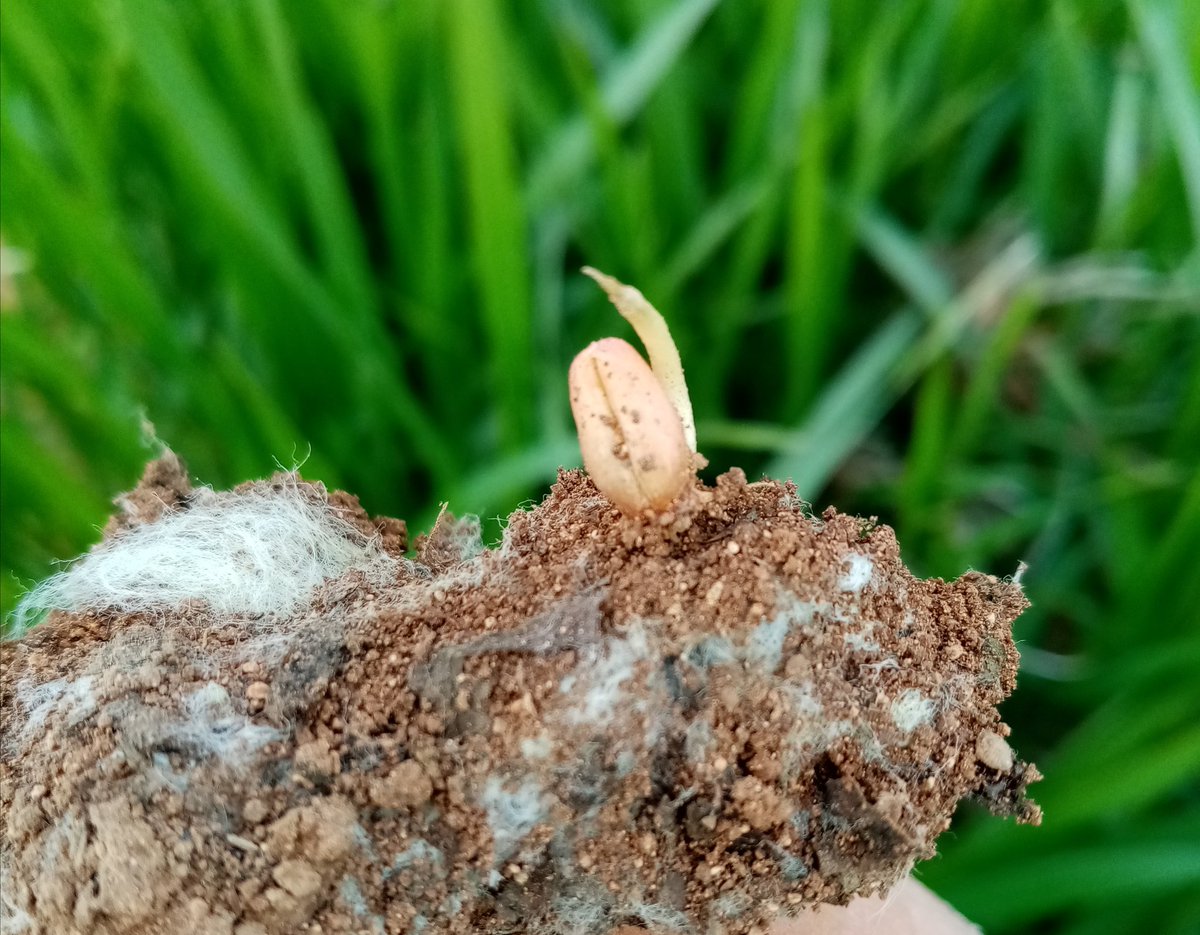 Suleyman Kutlu (@suleymankutlu9) on Twitter photo 