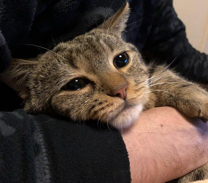 Andrei Apanasik (🐱, 🔪,геймдев и игры) tweet media