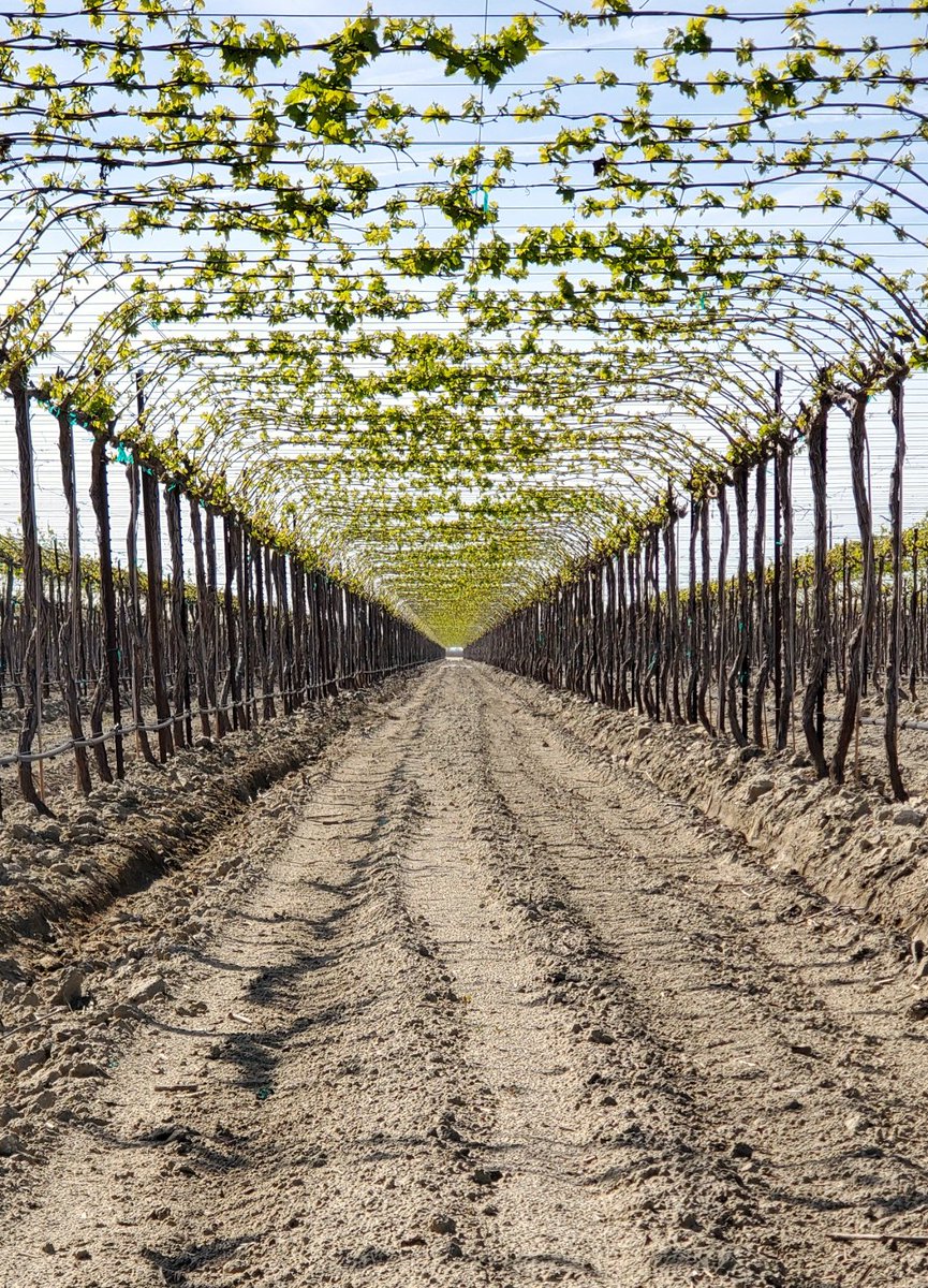 This overhead Selma Pete #raisin #vineyard displaying uniform budbreak. Above average temps forecast this week will hasten canopy development. Growers will be walking rows looking for pests and diseases like vine mealybug & powdery mildew. Drip irrigation sets are currently short