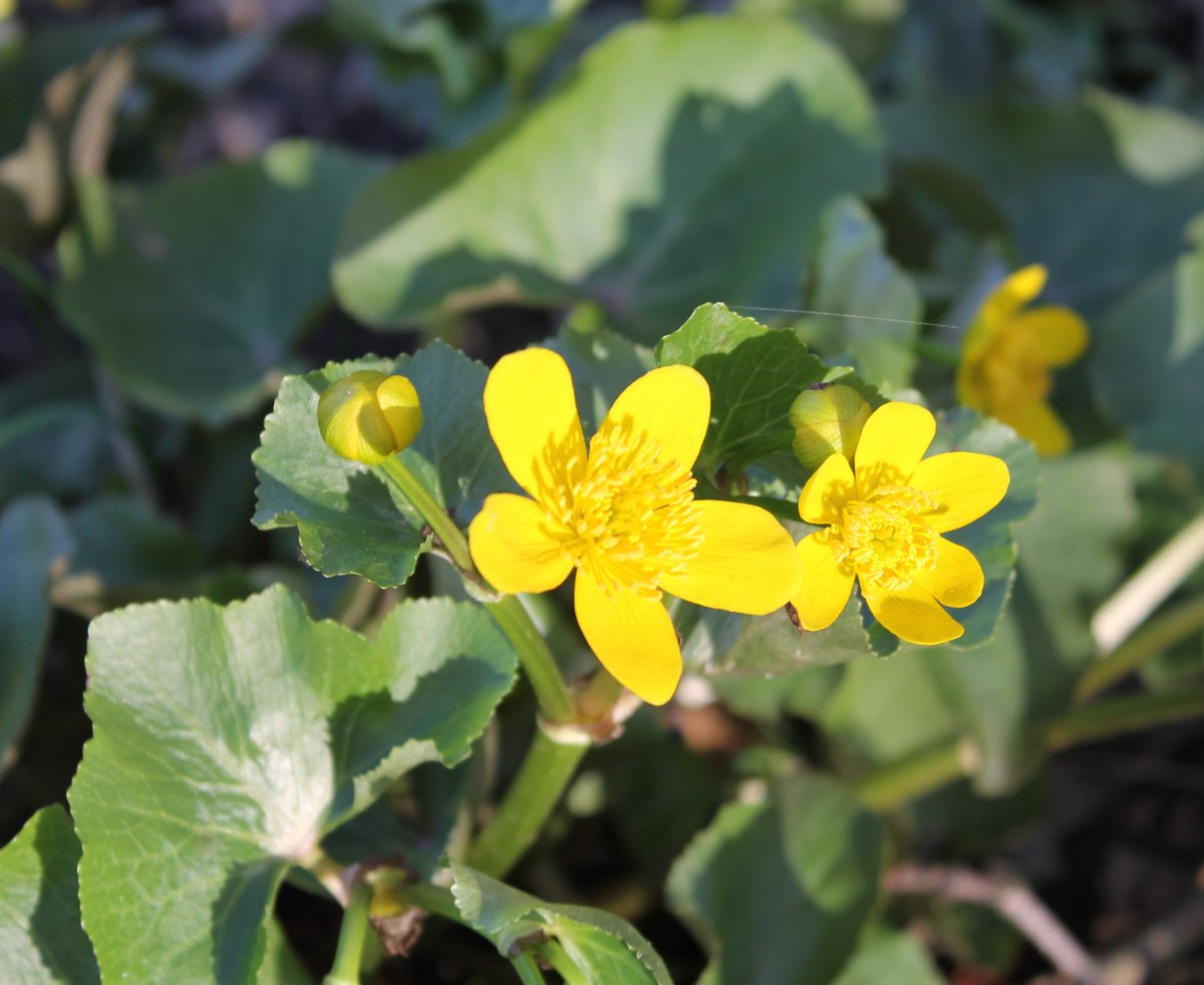 JiscaDijk's tweet photo. #wildeplanten 
Gewoon #Speenkruid = #Vicariavernaverna schittert je tegemoet en voor de gewone #Dotterbloem = #Caltha palustris - moet je richting sloot. Omdat het maart is moet dit het maarts #Viooltje zijn.
💛💙💛 https://t.co/VP33PBLvZi