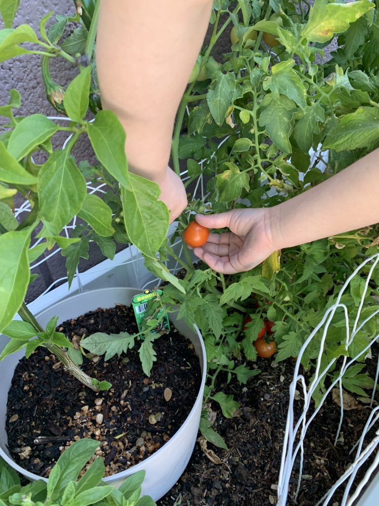 Mountain Ridge Little Lions tweet media