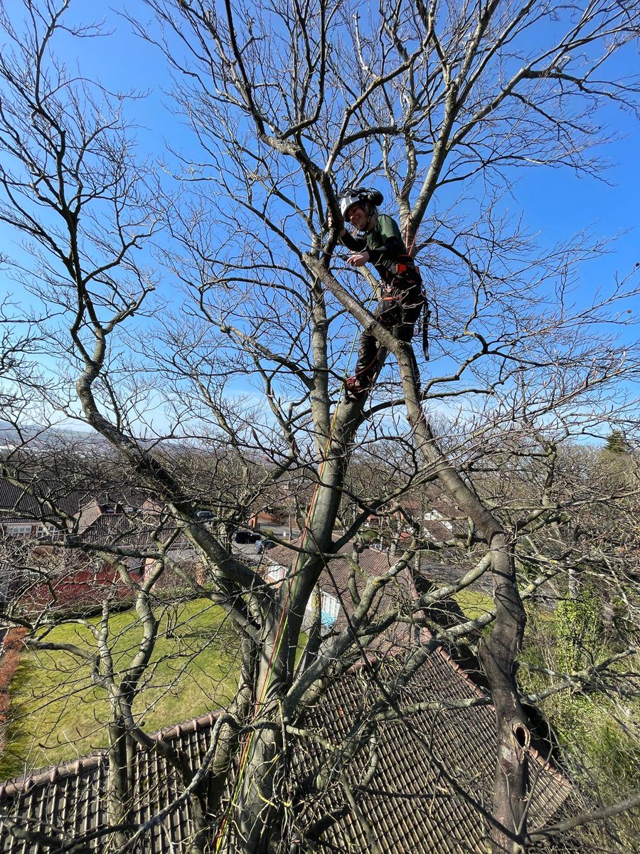 Ncl Tree Services tweet media