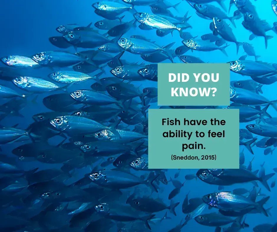 Fish Free February tweet media