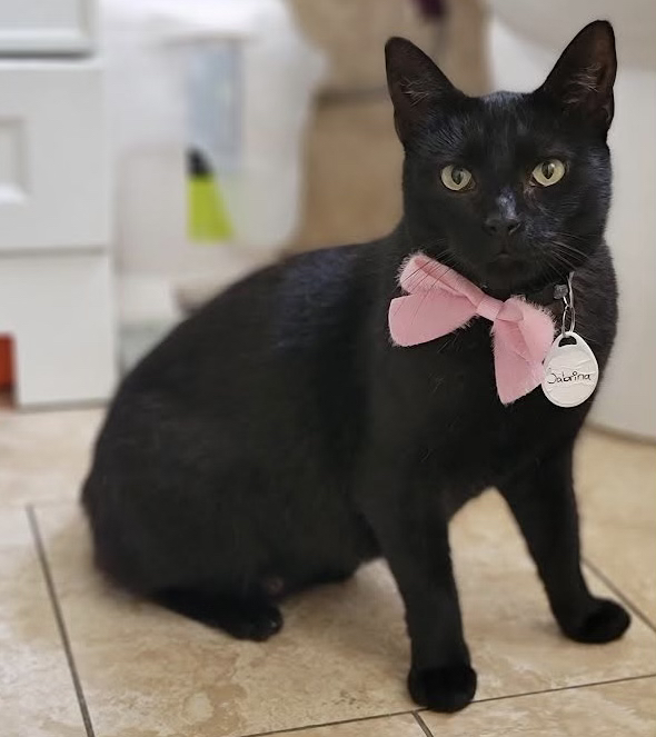 AnimalLeague's tweet image. Meet Sabrina! She&apos;s participating this year&apos;s #TourForLife2022 event with our friends at @zazzycatsrescue in California &amp;amp; is hoping to find her home!

Thank you @Nutrish for supporting this campaign and helping find homes for pets like Sabrina across the country! #NutrishPets