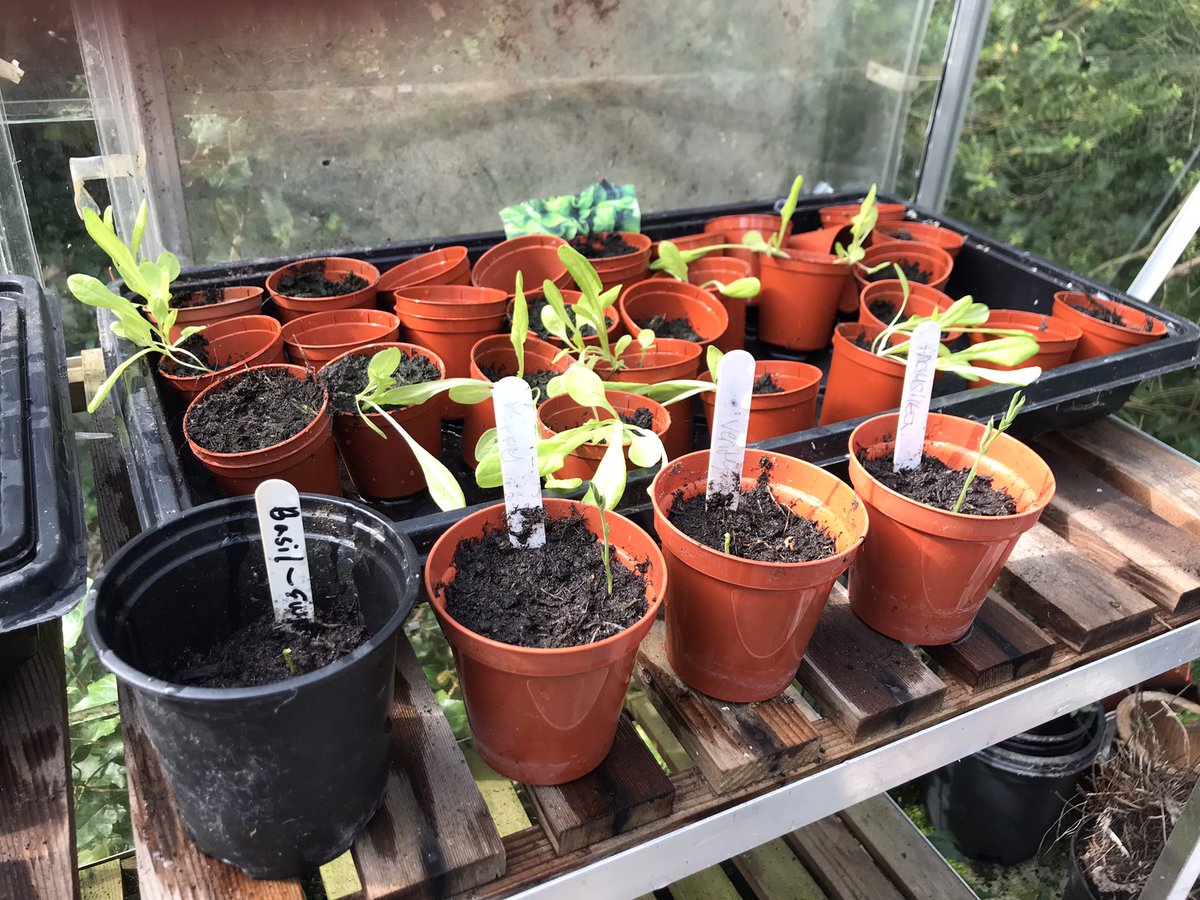 Our year 7s have been busy gardeners recently. We have a tray of lettuce on the go, some cauliflower seedlings and some sweet peas. We are going to transplant them into grow bags next week as the weather is perking up and getting some proper sun onto them.