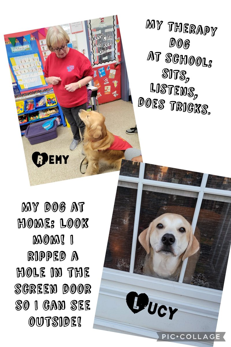 🎶Reunited, and it feels so good🎶 This is the start of my 13th year with Rose Mary and her side kicks! Staff and students were so happy to see Remy back at Memorial today! 💙 Welcome home guys 😊 #therapydog <a href="/OBLombardi/">Denise Lombardi</a> <a href="/OBPSMemorial/">OBTPS Memorial School</a>