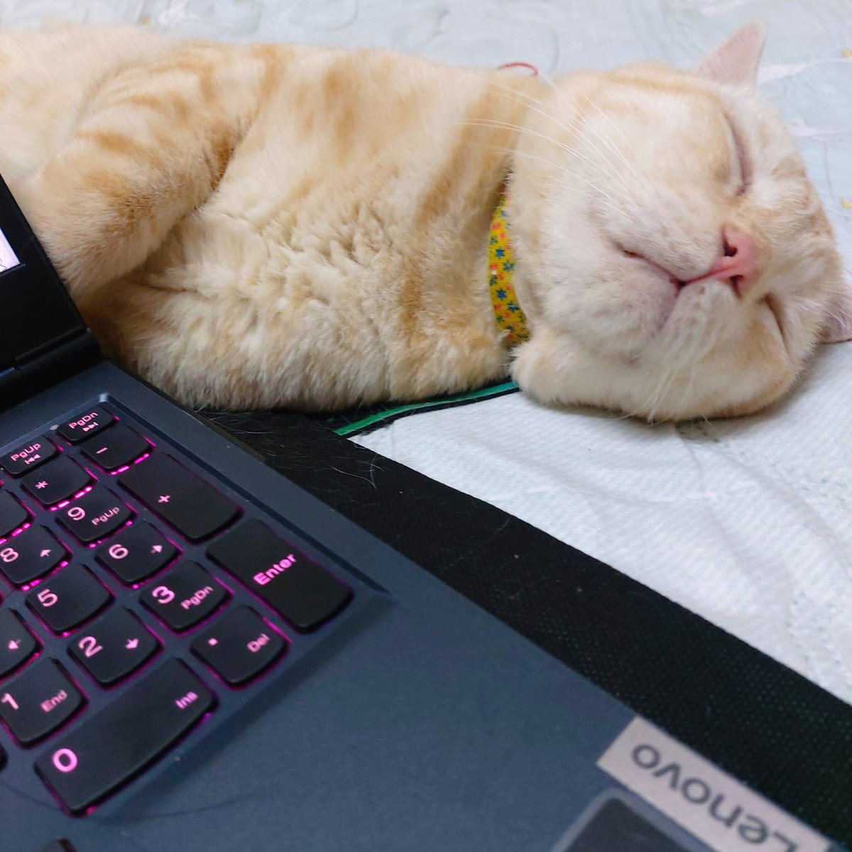 johinano's tweet photo. ดาเมจรุนแรงมากคร่าา
ความอ่อยของเสือขาว
เกินต้าน 😘🐈 https://t.co/HSigAVwD36