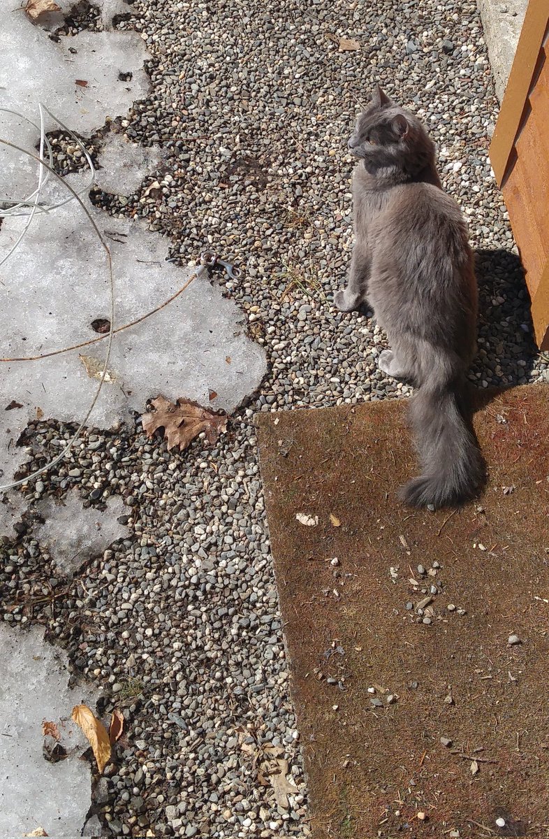 CutestKittyMika's tweet photo. Kitty outside https://t.co/0nREMyVeWy