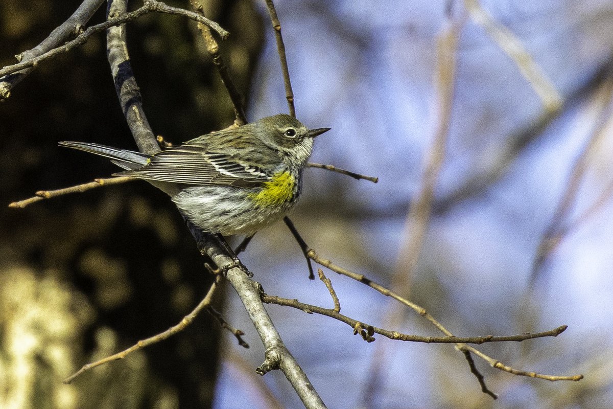 NativeBlueberry's tweet image. This stunning Yellow-Rumped Warbler provided an amazing color-burst this morning in @CentralParkNYC. #birdcpp