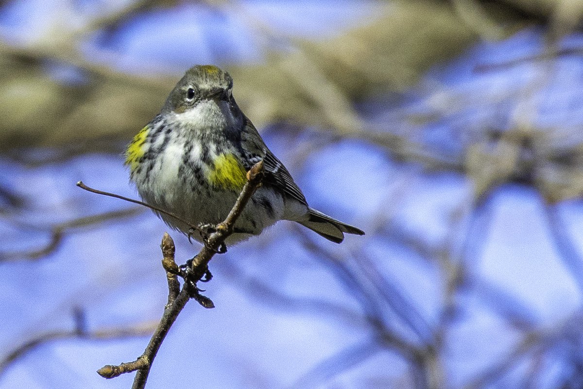 NativeBlueberry's tweet image. This stunning Yellow-Rumped Warbler provided an amazing color-burst this morning in @CentralParkNYC. #birdcpp
