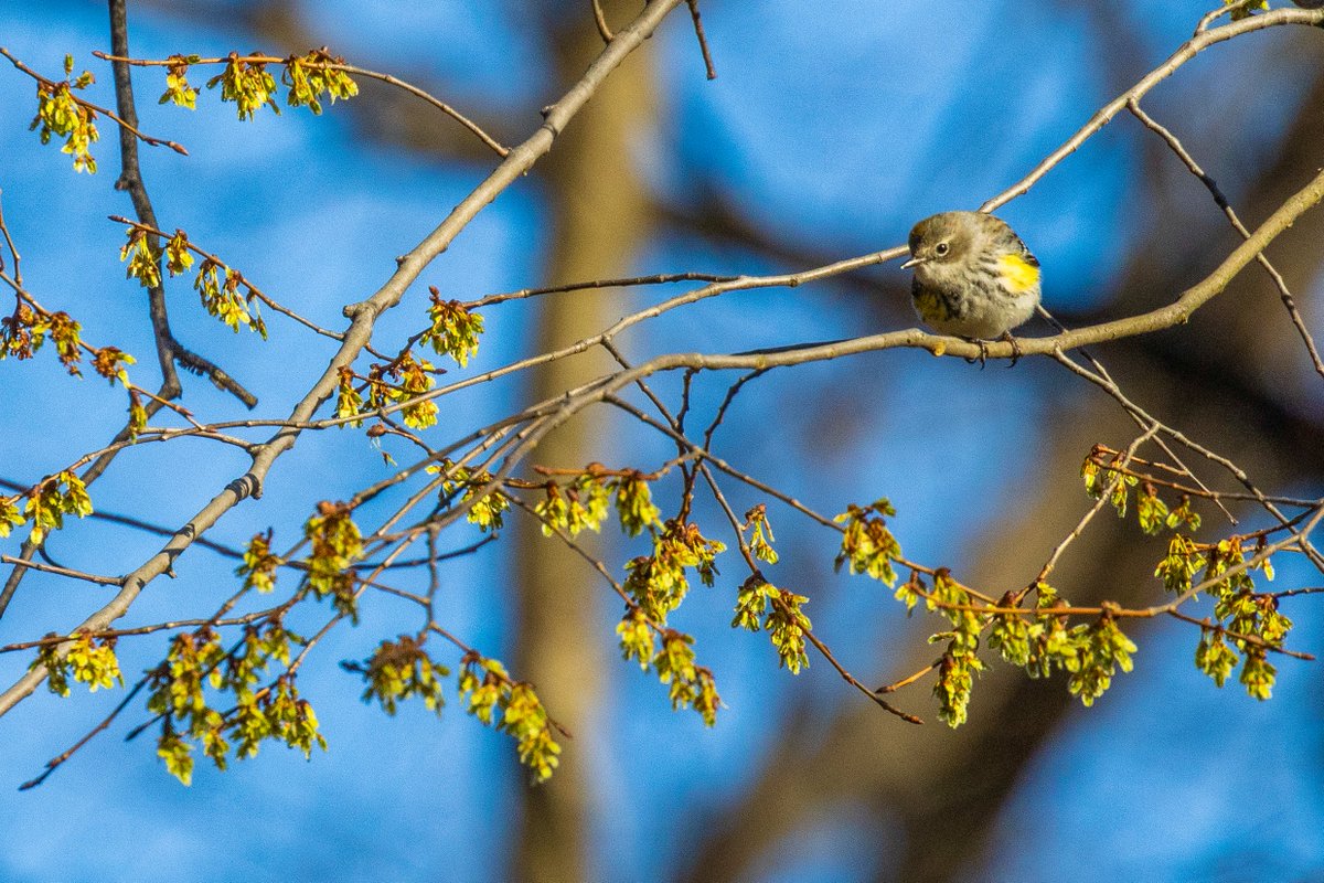 NativeBlueberry's tweet image. This stunning Yellow-Rumped Warbler provided an amazing color-burst this morning in @CentralParkNYC. #birdcpp