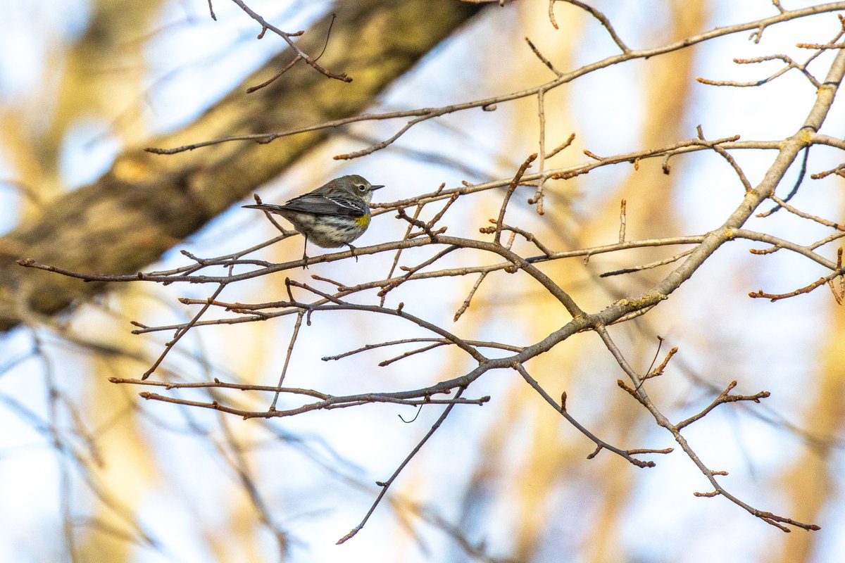 NativeBlueberry's tweet image. This stunning Yellow-Rumped Warbler provided an amazing color-burst this morning in @CentralParkNYC. #birdcpp