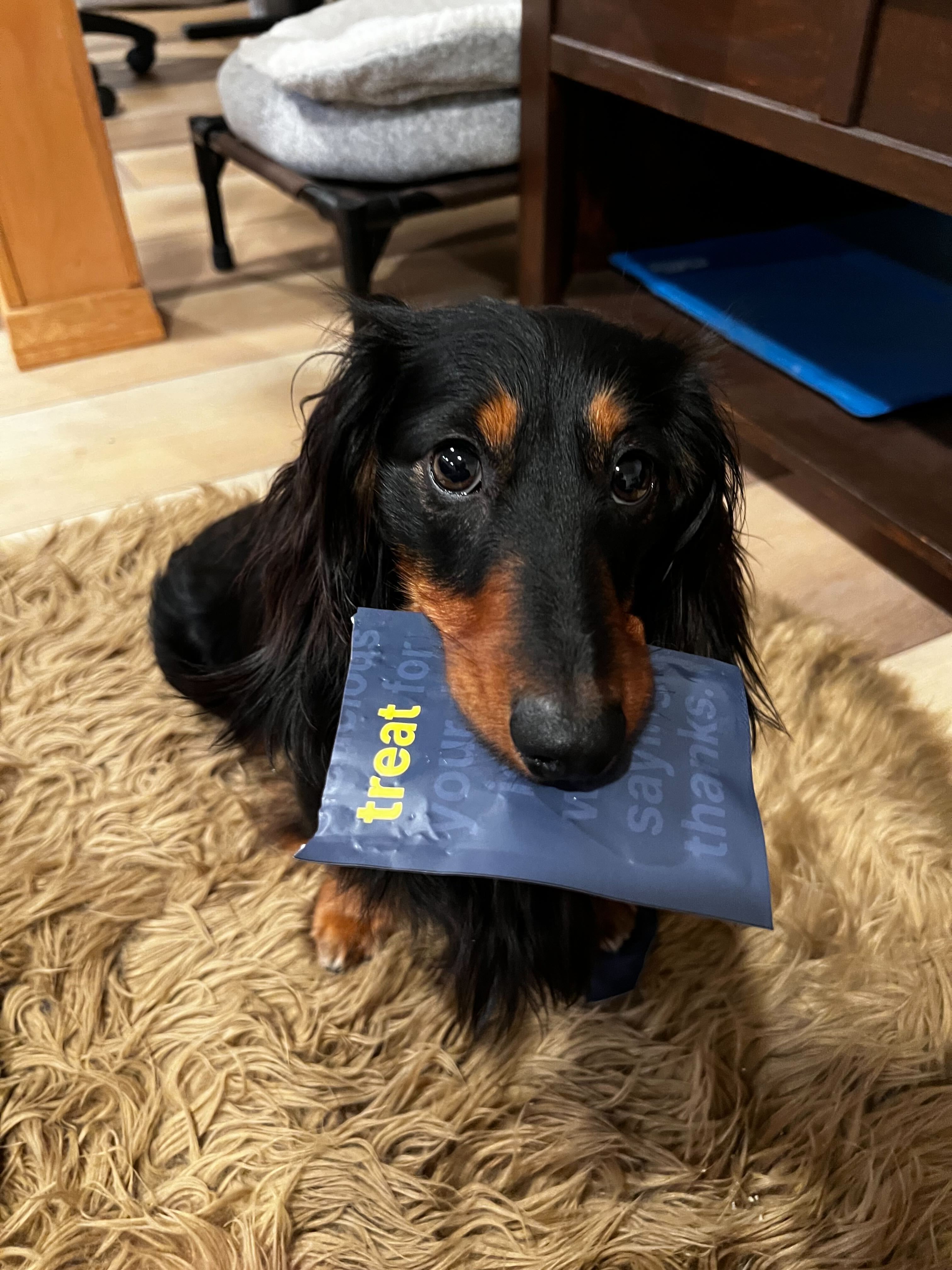 Do Dogs Fur Change As They Age