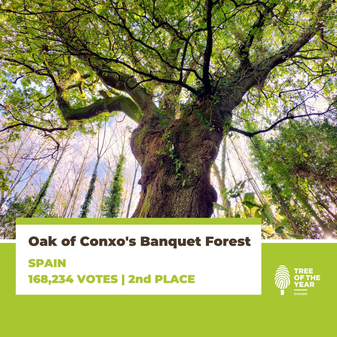 The 2nd place in the European Tree of the Year 2022 takes..

🎉 Oak of Conxo's Banquet Forest from Spain with 168 234 votes! 🥈

Congratulations! 🥳