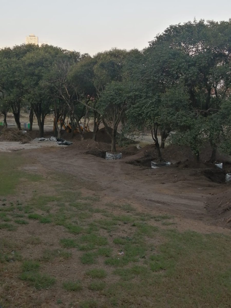JosefinaMacG's tweet photo. #OJO #CorrupciónInmobiliaria Inician retiro de #arbolado en #ReservaLeónFelipe en #Tlacopac @AlcaldiaAO a pesar de juicio en curso y denuncias por irregularidades en publicitación, CUZUS y Registro AOC-610-2021 de Acuerdo de Facilidades de @GobCDMX @dahrafaelgomez @italiamontero https://t.co/4DrI3Z3Yoj