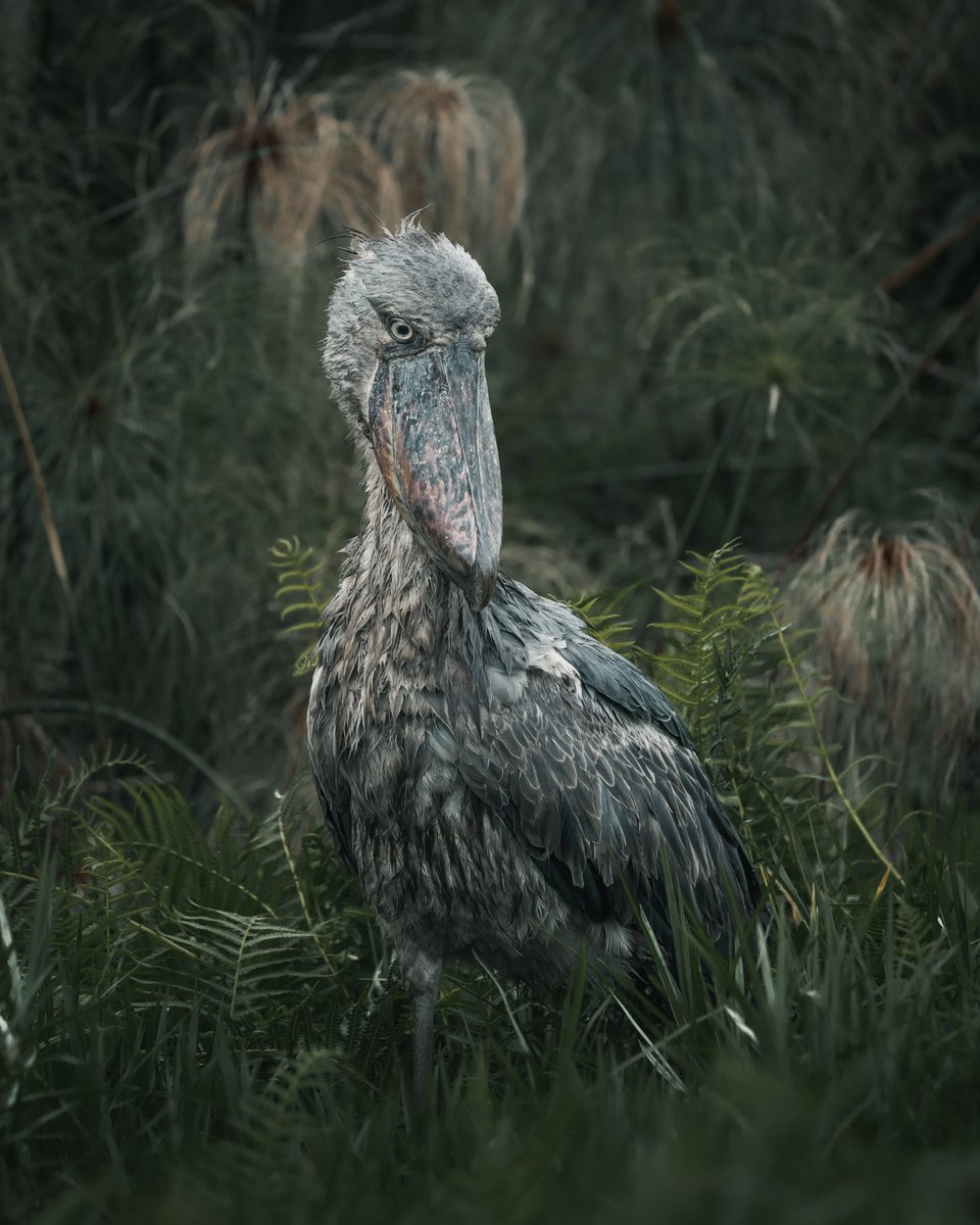 A friendly reminder that there are still plenty of images left in my East Africa collection if you're interested in supporting wildlife conservation!

opensea.io/collection/eas…