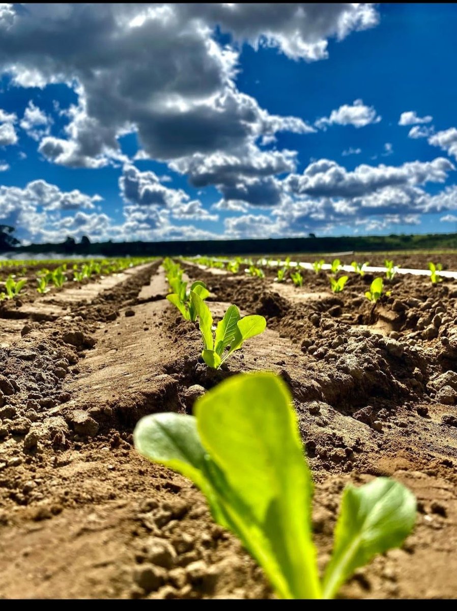 Rmsfarming's tweet photo. It all starts small
@FarmspaceInfo
#Farmers
#SouthAfrica
#Farmspace https://t.co/wYIW265pIl