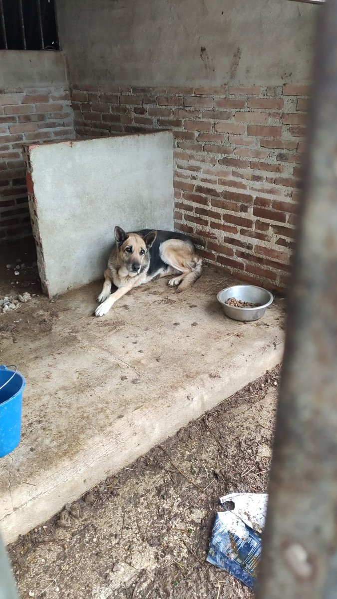siviaromera1's tweet photo. Se encuentra en Moratalla (Murcia) pero lo llevamos donde haga falta
POR FAVOR
Que tristeza terminar con tus viejos huesos en frío chenil
Lo tienen un día en protección civil y de ahí a zoonosis el final del cuento ya lo suponemos... 
URGE ACOGIDA
wp 673132091 https://t.co/s5L9N8cjwP