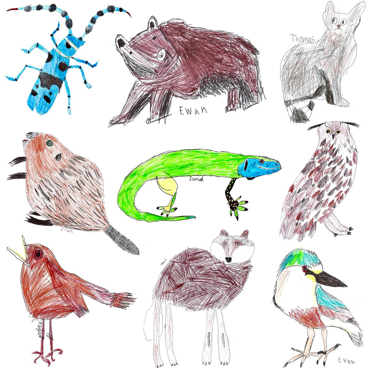 DrawingftPlanet's tweet photo. Super proud of @Belsay_School children who have created amazing drawings of iconic #Ukrainian wildlife in my workshop! Animals we studied included nightingales #Ukraine's national bird &amp; bears from @fourpawsint Bear Sanctuary Domazhyr. We hope these drawings make you smile 🇺🇦💙💛 https://t.co/uiV26SeGFR