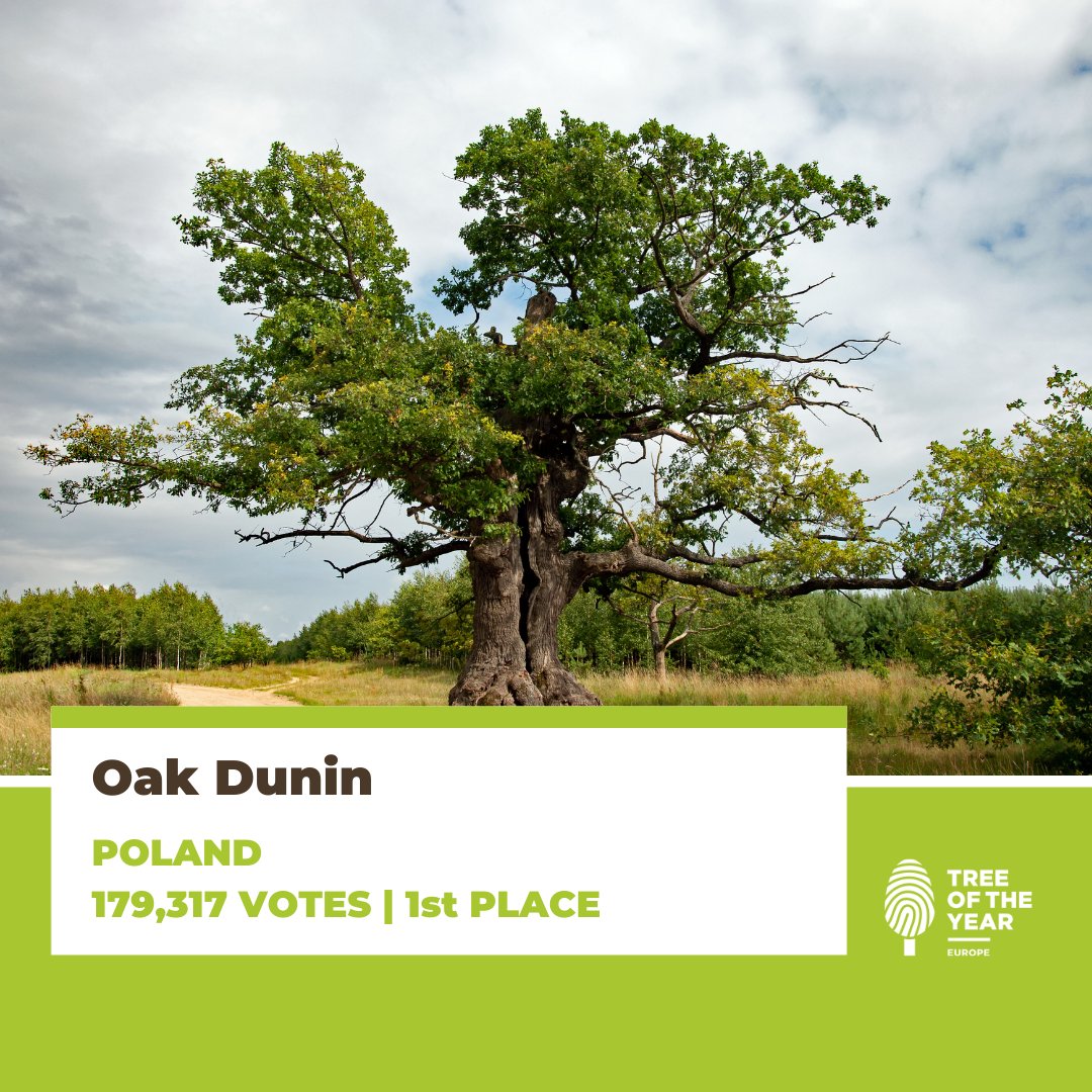TreeoftheYear's tweet image. And the title of European Tree of the Year 2022 goes to..

🏆 Oak Dunin from Poland with 179 317 votes! 🥇

Congratulations! 🎊