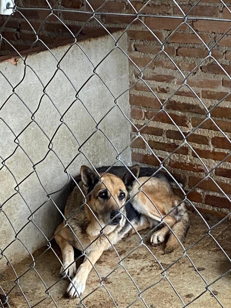 siviaromera1's tweet photo. Se encuentra en Moratalla (Murcia) pero lo llevamos donde haga falta
POR FAVOR
Que tristeza terminar con tus viejos huesos en frío chenil
Lo tienen un día en protección civil y de ahí a zoonosis el final del cuento ya lo suponemos... 
URGE ACOGIDA
wp 673132091 https://t.co/s5L9N8cjwP