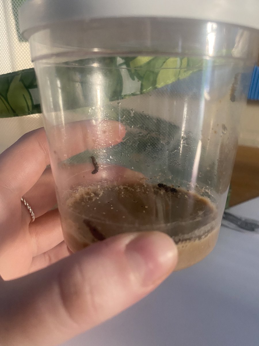 MissSibbick_KPA's tweet photo. We have some new friends in our class from today! 🐛 🦋 We are going to observe metamorphosis in action. 🔎 #KeelbyScience #Observations #LifeCycles https://t.co/odVuOMGXlJ